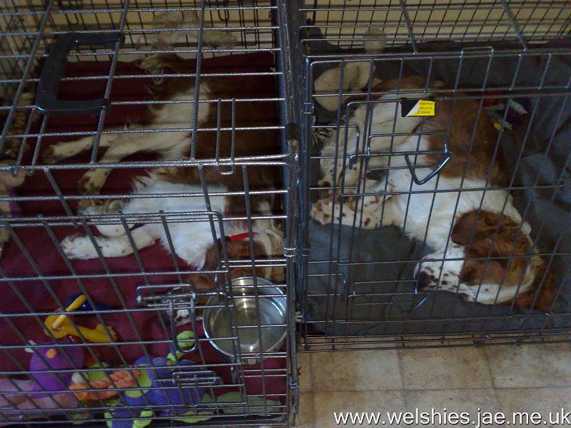 2009-10-23 04.jpg - Synchronised sleeping!